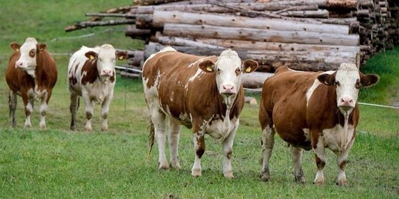 Počelo podnošenje zahteva za potpore stočarima i peradarima 1 Min polj resized